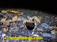 /home//u458753944/public_html/sourcegallery///////McKaig Nature Center/2020-10-11/PA110729.JPG